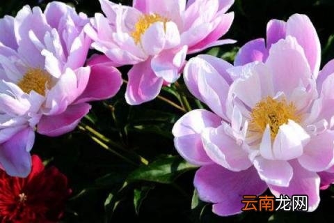 芍药花可以盆栽在室内养吗