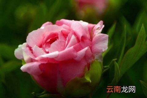 芍药花的叶子有几种