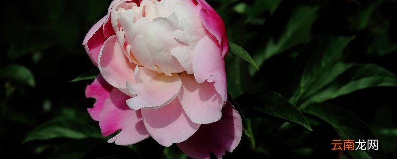 芍药花的叶子有几种