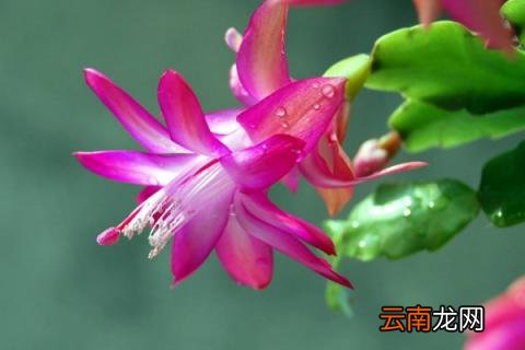 蟹爪兰秋季怎么养护