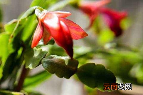 蟹爪兰秋季怎么养护