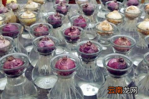 风信子怎么留种子
