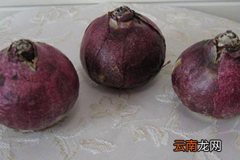 风信子怎么留种子