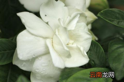 栀子花在冬天会枯萎吗