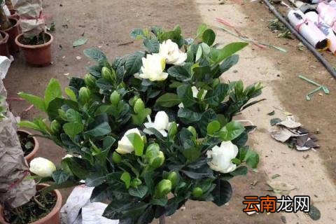 栀子花冬季怎么修剪