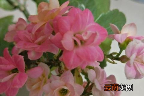 长寿花为什么掉叶子