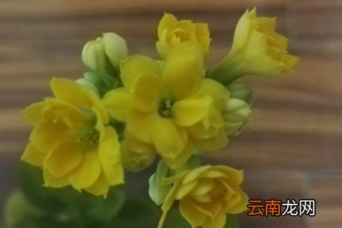 长寿花为什么掉叶子