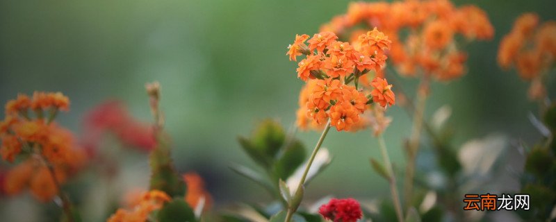 长寿花为什么掉叶子