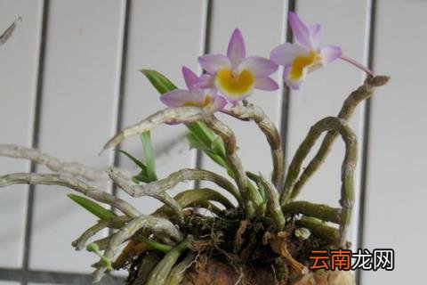 玫瑰石斛的养殖方法与技巧