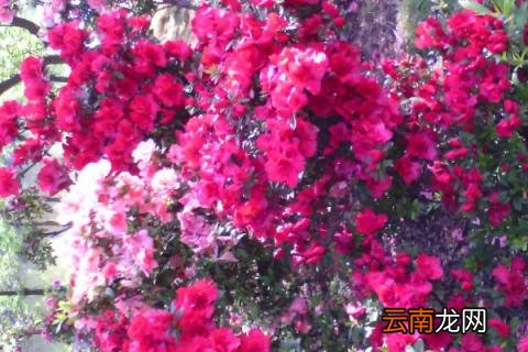茶花春天什么时候施肥