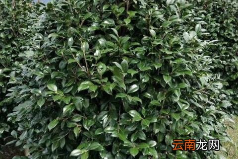 茶花春天什么时候施肥