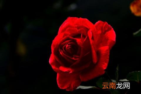 玫瑰怕冷吗