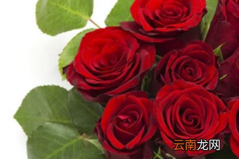 玫瑰怕冷吗
