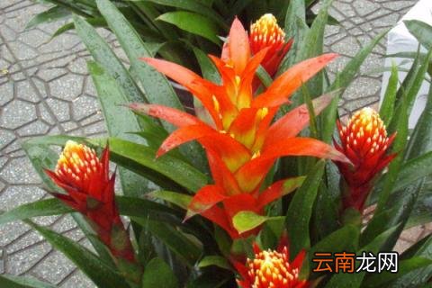 鸿运当头还有别名吗