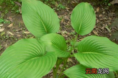 玉簪喜阴还是喜阳