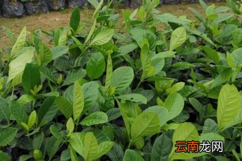 栀子花的花期多长时间