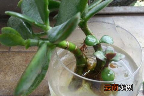 玉树盆栽怎样过冬