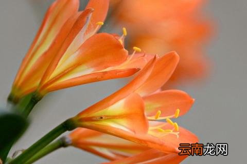 君子兰春夏秋冬怎么样浇水