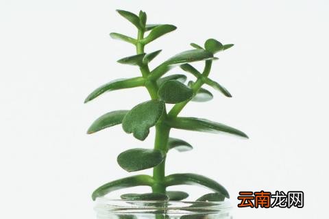 玉树叶子干瘪枝条发软