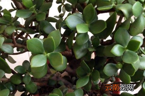 玉树叶子干瘪枝条发软