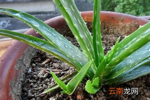 爱养花的人都是什么样的人