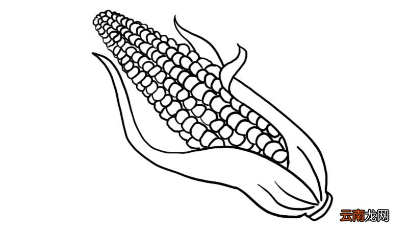 感恩节玉米简笔画