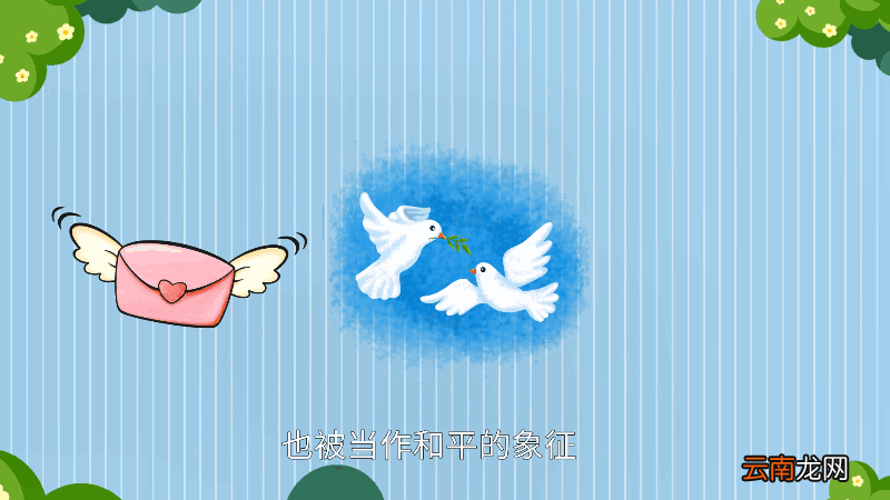 鸽子为什么是和平的象征 鸽子为何是和平的象征