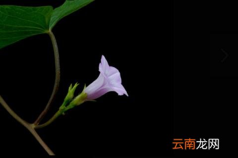 牵牛花介绍