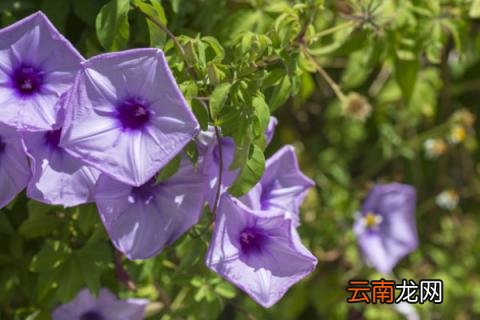 牵牛花介绍