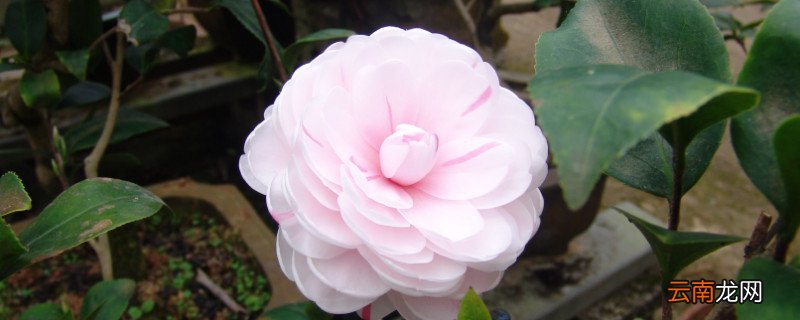 茶花春天几天浇一次水