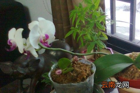 蝴蝶兰没有叶子只剩根能活吗