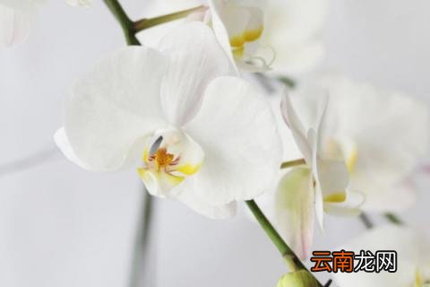 蝴蝶兰没有叶子只剩根能活吗