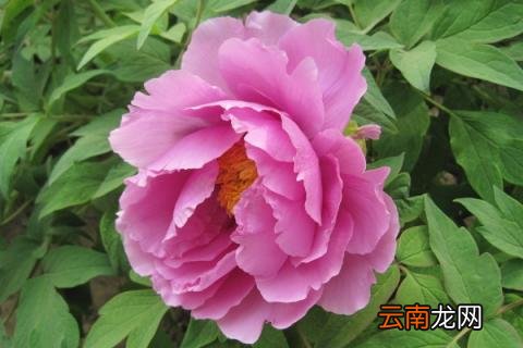 牡丹象征意义