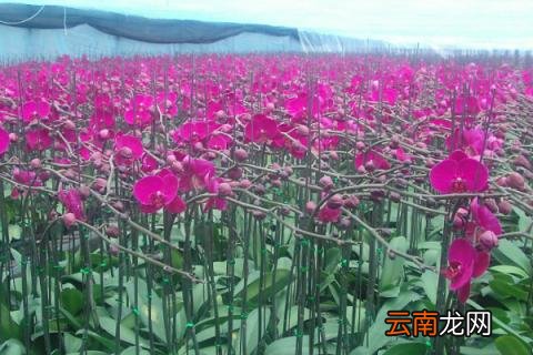 蝴蝶兰不带剑是什么意思