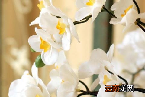 蝴蝶兰不带剑是什么意思