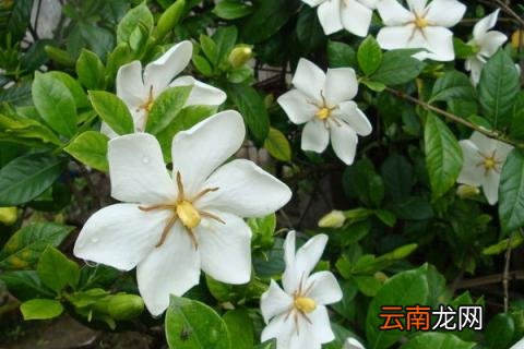 栀子花夏季怎么养