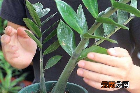 怎样培植金钱树的幼苗