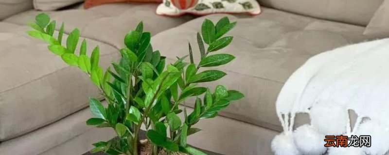 怎样培植金钱树的幼苗