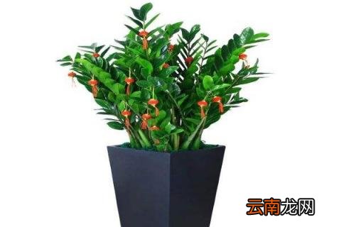 怎样培植金钱树的幼苗