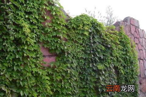 爬山虎的脚长在哪里