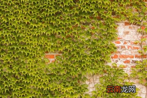 爬山虎的脚长在哪里
