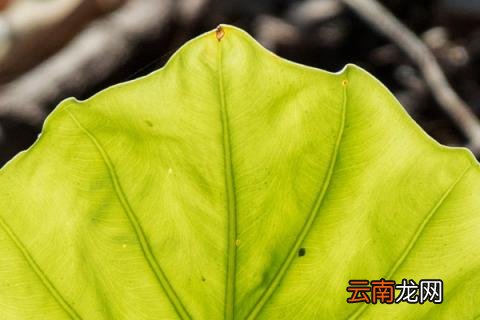 滴水观音秋季怎么养