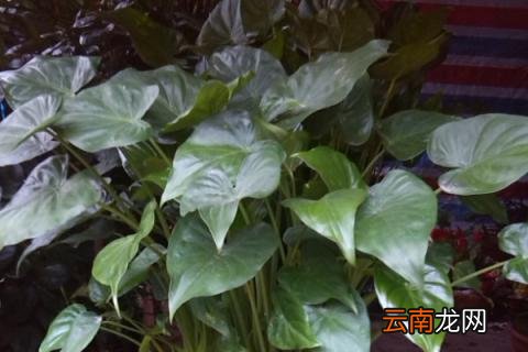 滴水观音秋季怎么养