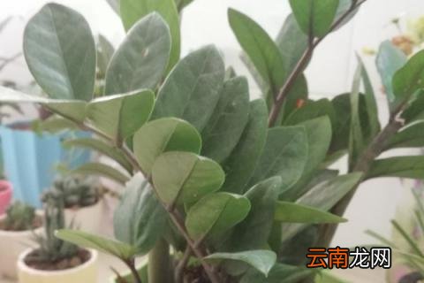 金钱树冻伤了怎么办