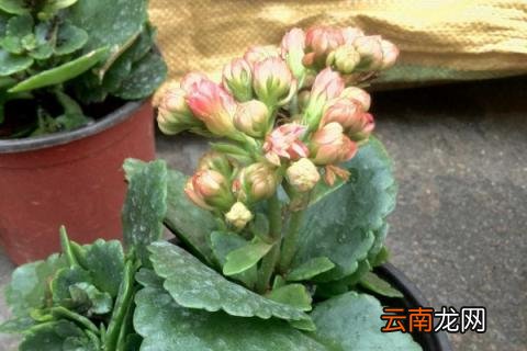 长寿花夏天可不可以在室外淋雨
