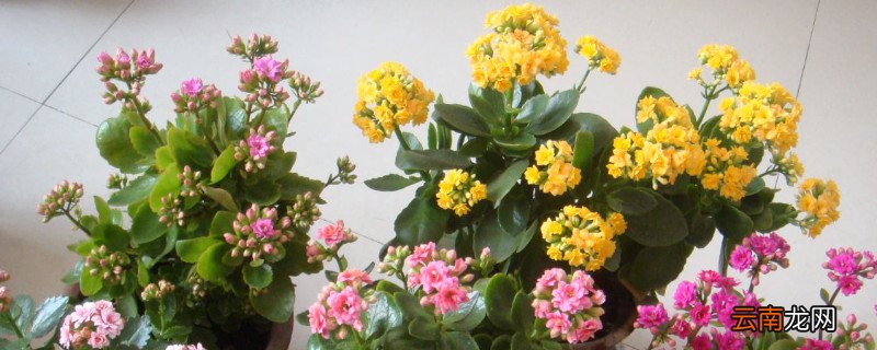 长寿花夏天可不可以在室外淋雨