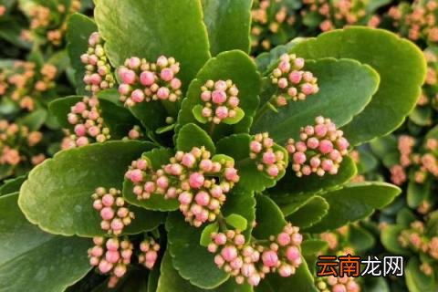 长寿花夏天可不可以在室外淋雨