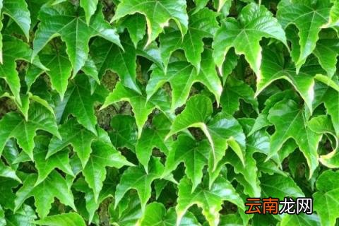 爬山虎的寓意和精神