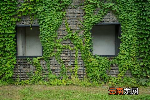爬山虎的寓意和精神