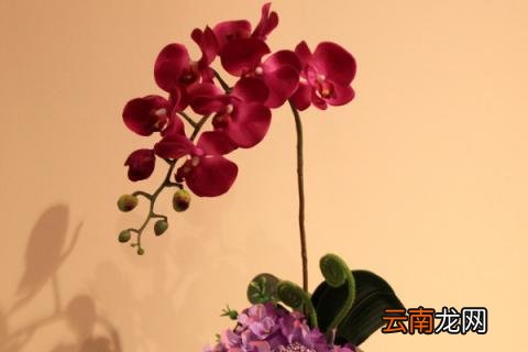 蝴蝶兰的常见病虫害及防治方法